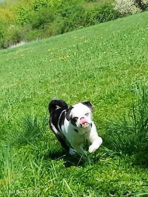 mops mischling sucht zuhause Bild 3