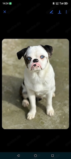 mops mischling sucht zuhause Bild 2