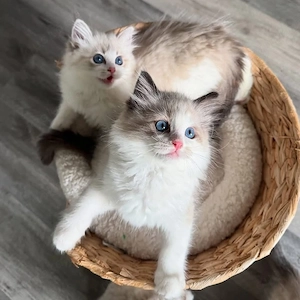 Ragdoll Kätzchen
