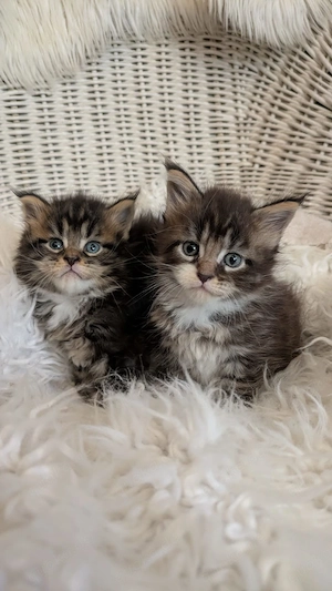 Maine Coon Kitten mit Ahnentafel ,suchen ab 18.07.2026 ein neues,tolles Zuhause Bild 2