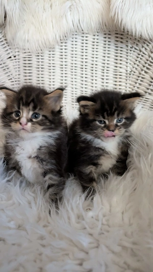 Maine Coon Kitten mit Ahnentafel ,suchen ab 18.07.2026 ein neues,tolles Zuhause Bild 3