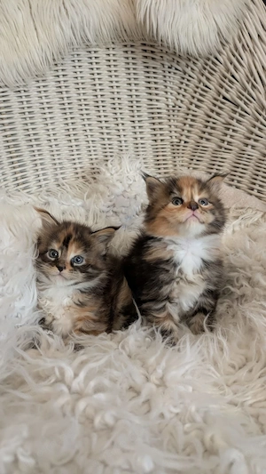 Maine Coon Kitten mit Ahnentafel ,suchen ab 18.07.2026 ein neues,tolles Zuhause