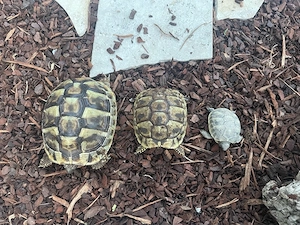 Griechische Landschildkröten