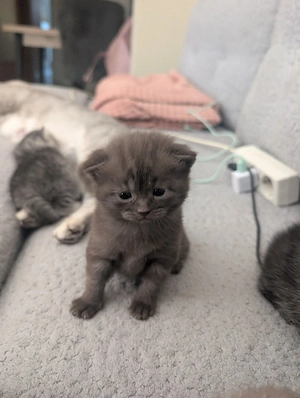  5 süße britisch Kurzhaar Babys 