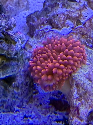 Entacmaea quadricolor Anemone Meerwasser koralle
