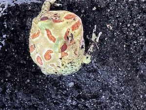 Pacman, Schmuckhornfrosch  Bild 3