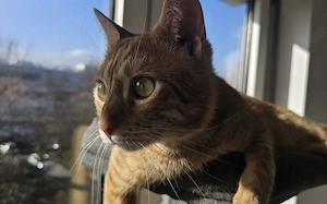 Junger Kater Pumpkin wartet auf seine neue Familie!