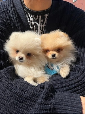 Pomeranian Welpen