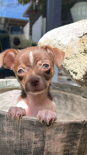 chihuahua welpen weibchen 