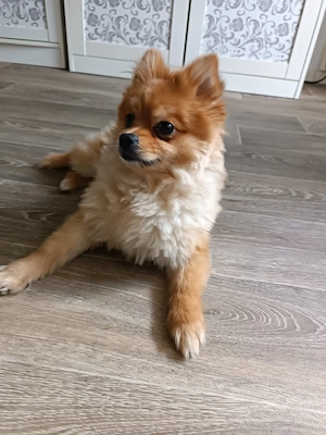 Pomeranien zu verkaufen 