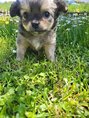 Chihuahua Welpe sucht Adoption  Bild 3