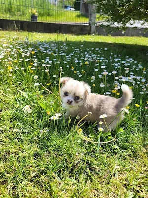 Chihuahua Welpe sucht Adoption  Bild 4