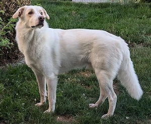 Hübscher Familienhund Mike sucht neues Zuhause