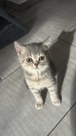 Zuckersüsser Junge BKH kitten