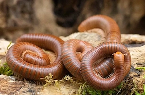 Spirostreptus spec. 1 "Tansania", 1-3cm, Tausendfüßer