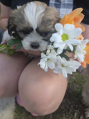 Shih Tzu Malteserhavaneser Welpen