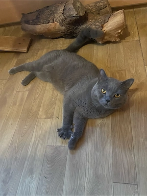 Reinrassiger BKH Deckkater.