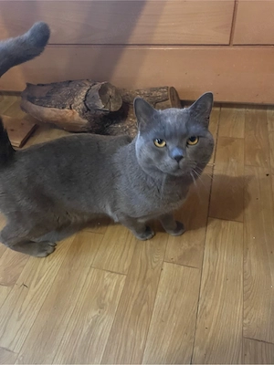 Reinrassiger BKH Deckkater.