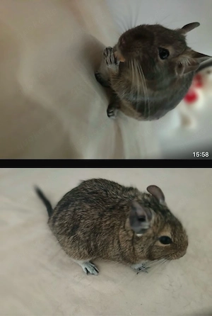 2 Degu Weibchen 