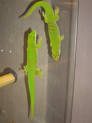 Großer Madagaskar Taggecko. 