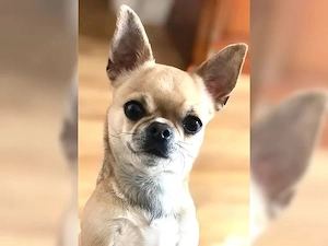 Charmante Chihuahua-Welpen (lang- und kurzhaarig) verfügbar