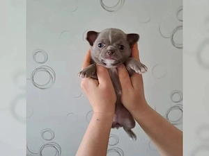Winziger Chihuahua-Welpe sucht ein liebevolles Zuhause
