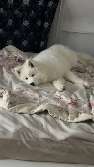 Yuki sucht eine Liebevolle Familie 