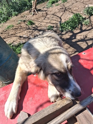 Zuhause oder Pflegestelle gesucht für Yaron Bild 7