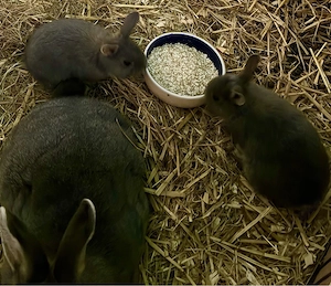 perl fee rasse kaninchen babys zur abgabe