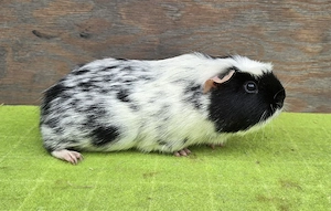 Meerschweinchen männlich Dalmatiner