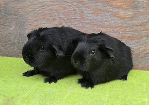 Meerschweinchen männlich schwarz