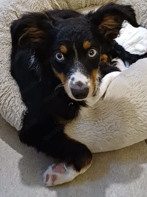 Mini Aussie Rüde black tri