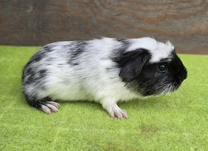 Meerschweinchen männlich Dalmatiner