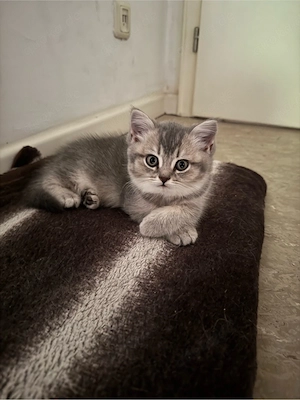 Wunderschöne BKH Kitten suchen ein liebevolles Zuhause   