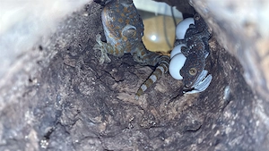 Tokeh Gekko gecko pos. 0.1 Bild 3