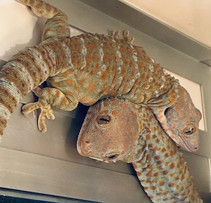 Tokeh Gekko gecko pos. 0.1 Bild 5