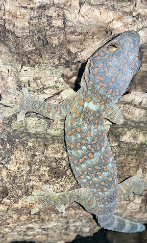 Tokeh Gekko gecko pos. 0.1 Bild 2
