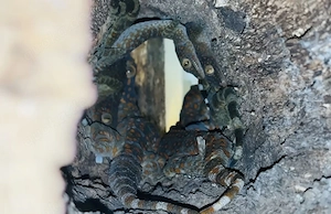 Tokeh Gekko gecko pos. 0.1 Bild 4