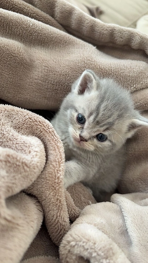Süße Britischkurzhaar Kitten