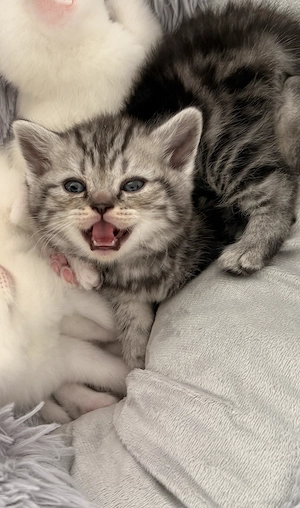 Süße Britischkurzhaar Kitten