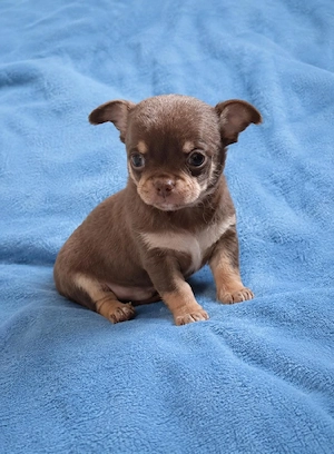 Chihuahua Welpe ( Rüde) mit Ahnentafel Bild 2
