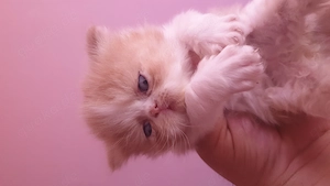 Ezotische perser katze 