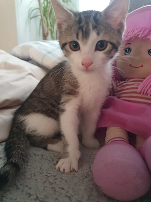 Babykatze weiblich
