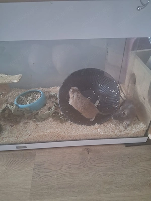 Degus männlich topfit
