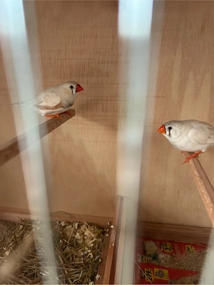 sechs Zebrafinken abzugeben
