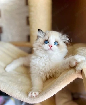 Ragdoll Kätzchen
