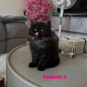 Bkh perse kitten