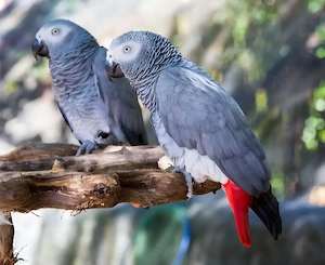 Suche Pärchen Graupapageien