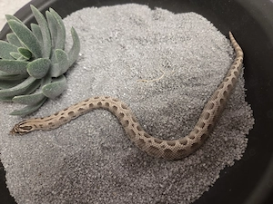 0.1 Axanthic Conda pos het Toffe 
