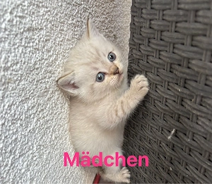 Brirische kurzharige Katze 